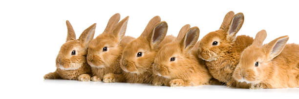 group of bunnies