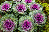 istock Group of Cabbage ornamental in park 1392144066