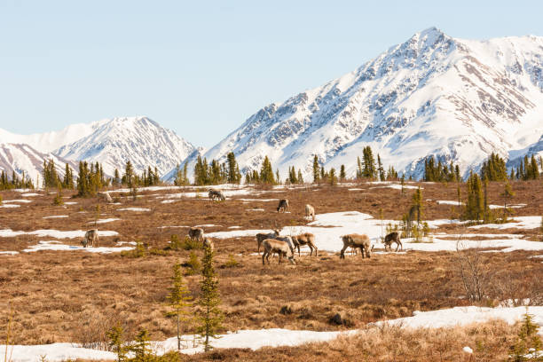 Group of Caribou in Remote Spring Landscape stock photo