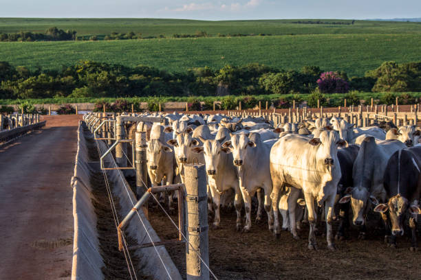 um grupo de bovinos em confinamento no brasil - gado brasil - fotografias e filmes do acervo