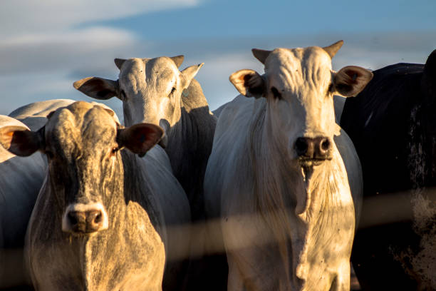 A group of cattle in confinement stock photo