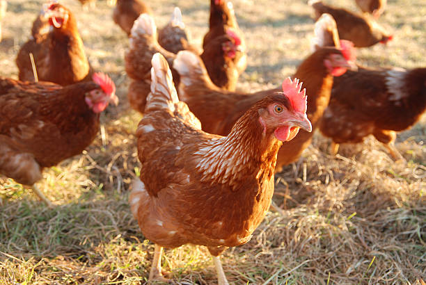 Group of chickens foraging outside on grass stock photo