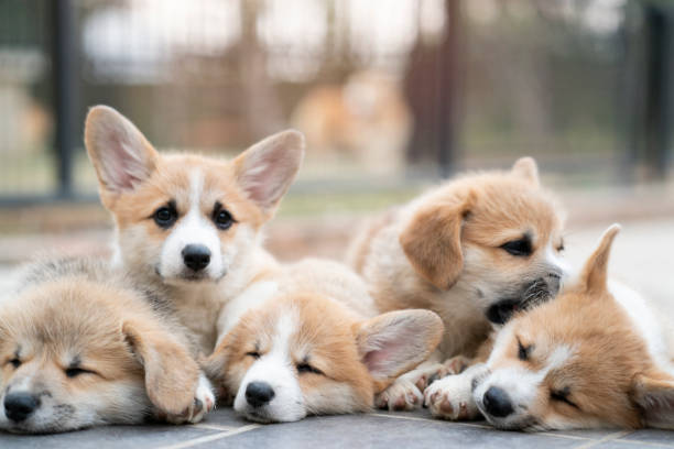 group of corgi puppy dogs lying, relaxing and sleeping in summer sunny day stock photo