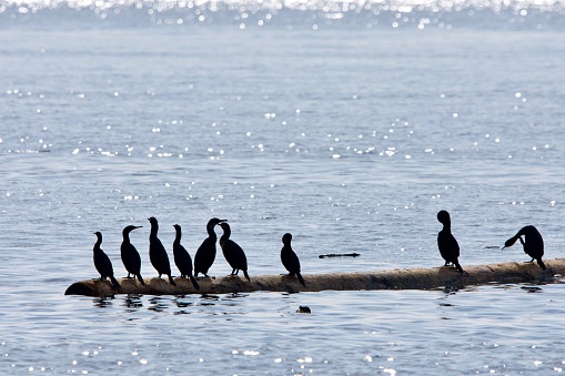 A group of cormorants sun themselves on a drifting log, silhouetted by the bright morning sun, Juan de Fuca Strait, British Columbia