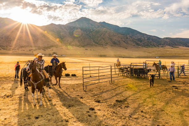 Group of Cowboys and Cowgirls Herding Cattle Cattle being herded by cowboys and cowgirls rancher stock pictures, royalty-free photos & images