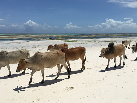 Group of Cows Walking on Sandy Beach in Africa.