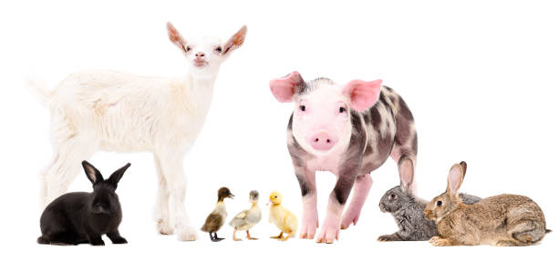 흰색 배경에 고립 된 귀여운 농장 동물의 그룹 - 가축 뉴스 사진 이미지