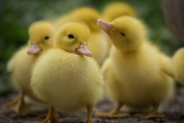 group of cute yellow fluffy ducklings in springtime green grass, animal family concept stock photo