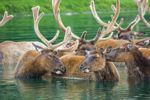Group of deer in nature stock photo