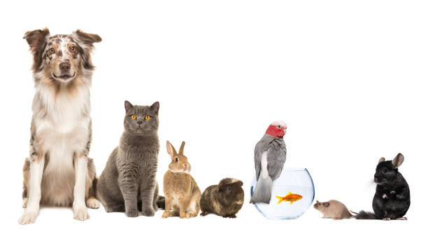 Group of different kind of pets, like cat, dog, rabbit, mouse, chinchilla, guinea pig, bird and fish on a white background with space for copy stock photo