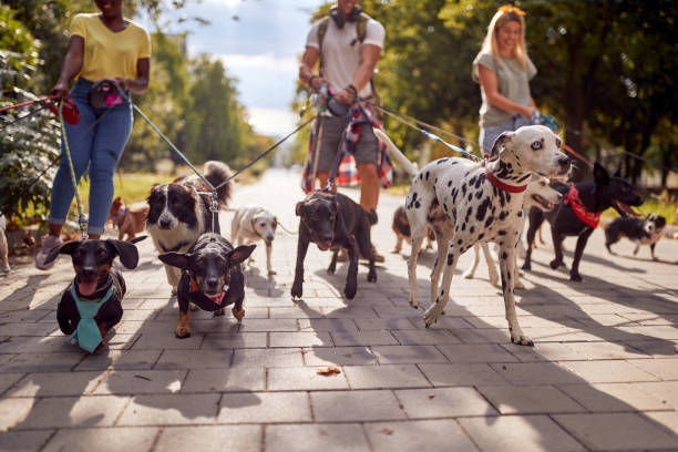Group of dog walkers working together stock photo