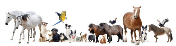 group of domestic animals group of domestic animals and pets in front of white background domestic animals stock pictures, royalty-free photos & images