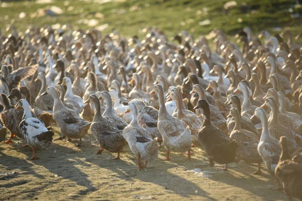 Photo of Group of duck walking in the farm