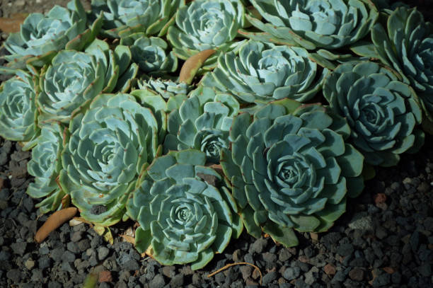 group of echeveria elegans plants Close up of succulent plants, ideal for your botany projects or nature publications. caenorhabditis elegans stock pictures, royalty-free photos & images