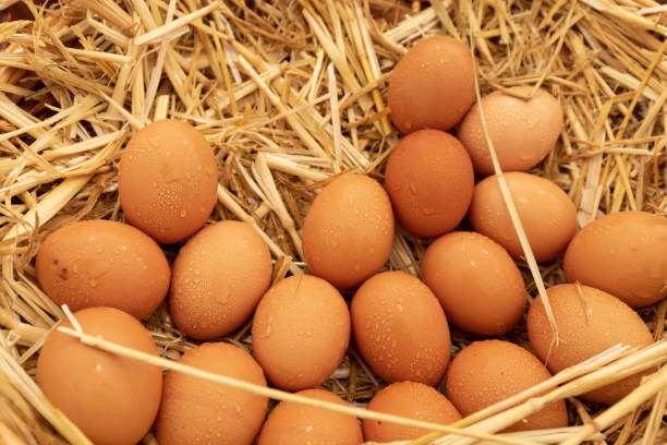 group of eggs lying on straw stock photo
