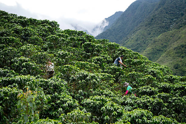 Group of farmers collecting coffee beans Group of Colombian farmers collecting coffee beans at a farm and harvesting the crop south american culture stock pictures, royalty-free photos & images