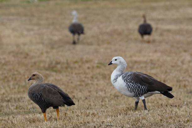 A group of four Upland Geese rest in a grassy meadow in Chilean Patagonia stock photo