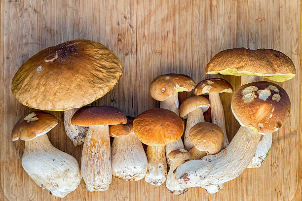 group of fresh cepe mushrooms on a wooden table - mushrrom bildbanksfoton och bilder
