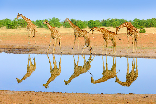 Group of giraffe near the water hole, mirror reflection in the still water, Etosha NP, Namibia, Africa. A lot of giraffe in the nature habitat, African wildlife. Big animals with blue sky.