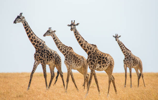 Group of giraffes in the savanna. Group of giraffes in the savanna. Kenya. Tanzania. East Africa. An excellent illustration. masai giraffe stock pictures, royalty-free photos & images