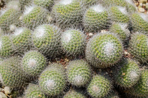 A group of Golden barrel cactus from above. stock photo