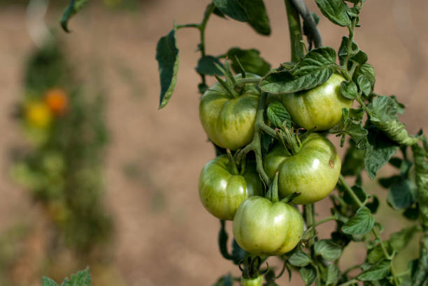 Group of green tomatoes in the garden stock photo