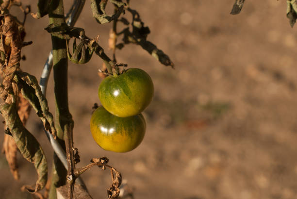 Group of green tomatoes in the garden stock photo