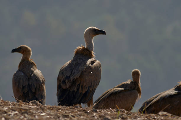 group of griffon vultures (Gyps fulvus) sunbathing in Malaga. Spain group of griffon vultures (Gyps fulvus) sunbathing in Malaga. Andalusia, Spain carrion stock pictures, royalty-free photos & images