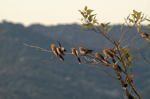 A group of Guira Cuckoo (Guira guira) perched on a tree branch. Rainforest in the background. stock photo