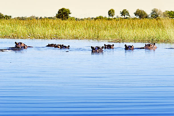 Group of hippos in the water, Okavango Delta,Botswana stock photo