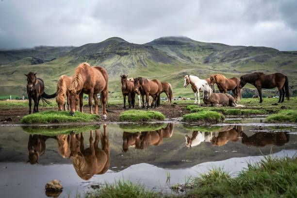 Group of horses reflected in pond with mountainous background stock photo