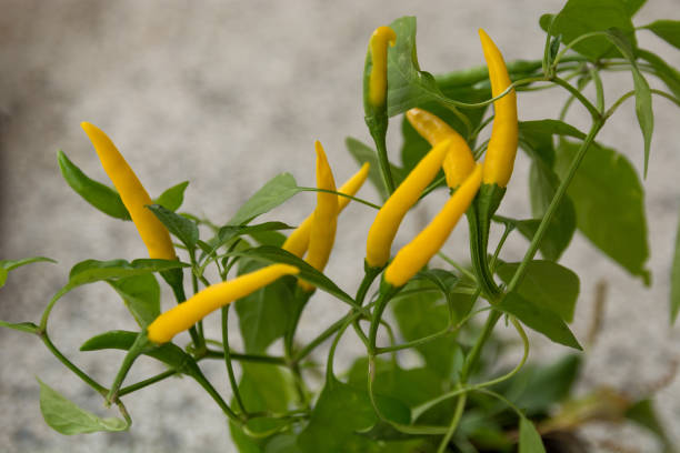Group of hot yellow peppers on steam in garden stock photo