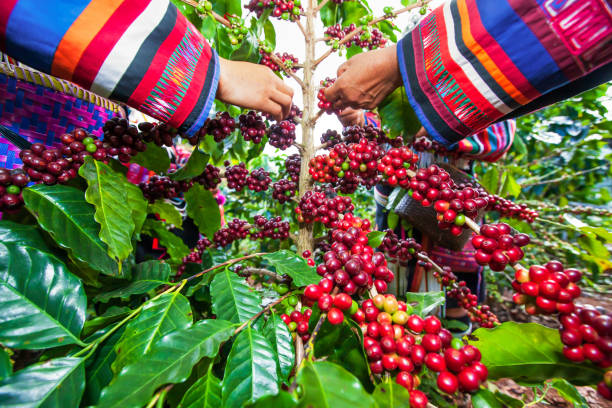 A group of Lahu tribe women in traditional clothes picking coffee beans in coffee plantation. stock photo