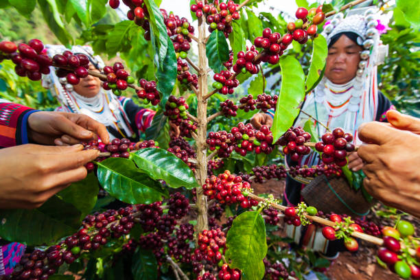 A group of Lahu tribe women picking coffee berries on a plant. stock photo