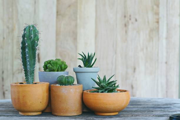 Group of little cactus pot plants on wooden wall background, succulent concept, copy space Group of little cactus pot plants on wooden wall background, succulent concept, copy space haworthia stock pictures, royalty-free photos & images