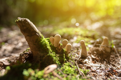 Group of Lycoperdon perlatum mushrooms in the woods