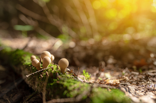 Group of Lycoperdon perlatum mushrooms in the woods