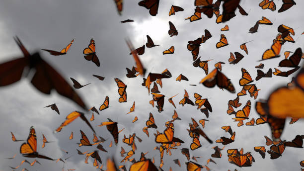 group of monarch butterflies, Danaus plexippus swarm in front of dark clouds many swarming butterflies animal migration stock pictures, royalty-free photos & images