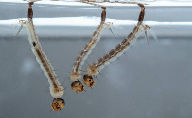 A group of mosquito larvae  in the water stock photo