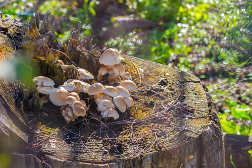 A group of mushrooms growing on the trunk of a cut tree in the forest during winter