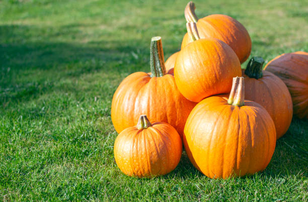 Group of orange pumpkins lying on the grass at sunny day stock photo