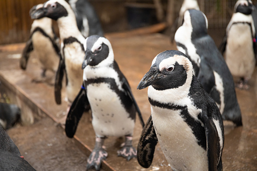 A bunch of Penguins walking around in their enclosure.