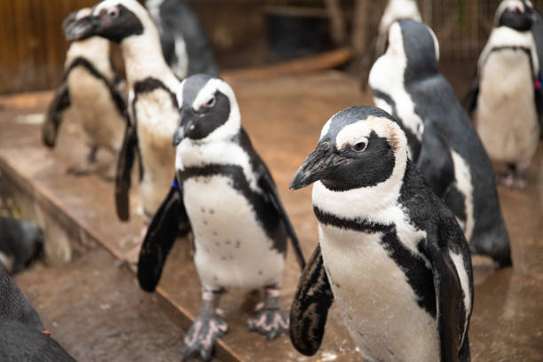 Group of Penguins together in an indoor enclosure stock photo