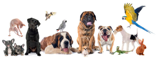 group of pet group of pet in front of white background domestic animals stock pictures, royalty-free photos & images