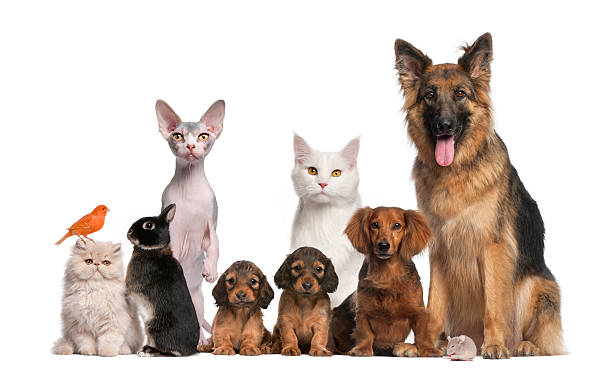 group of pets: dog, cat, bird, rabbit - gedomesticeerde dieren stockfoto's en -beelden