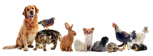 group of pets group of pet in front of a white background chicken bird stock pictures, royalty-free photos & images
