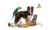 istock Group of pets posing around a border collie; dog, cat, ferret, rabbit, bird, fish, rodent 1296353202