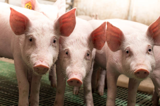 Group of piglets in modern stable stock photo