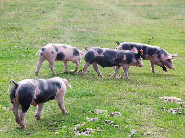 Group of pigs grazing in mountain meadows stock photo