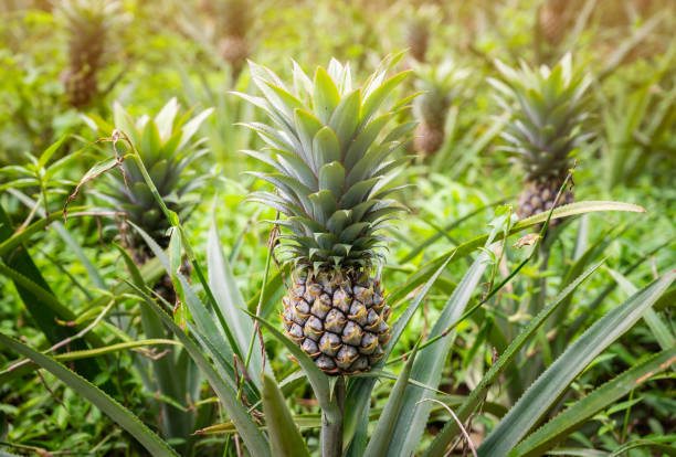 Group of pineapple fruits grow in plantation field. stock photo